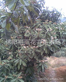 低價供應(yīng)枇杷種子，價格優(yōu)惠，量大從優(yōu)